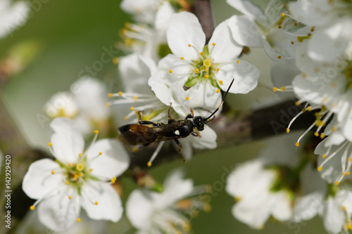 Ichneumon extensorius parasitic wasp searching for pollen on cherry blossom