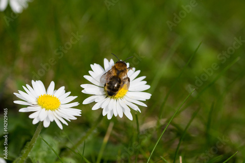 Honey bee collecting nectar from spring daisy flower