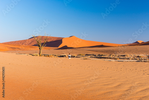 The scenic Sossusvlei and Deadvlei, clay and salt pan with braided Acacia trees surrounded by majestic sand dunes. Namib Naukluft National Park, travel destination in Namibia.