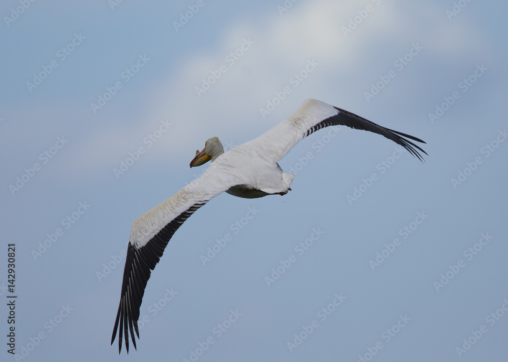 Fototapeta premium American white pelican against the sky, seen in North California