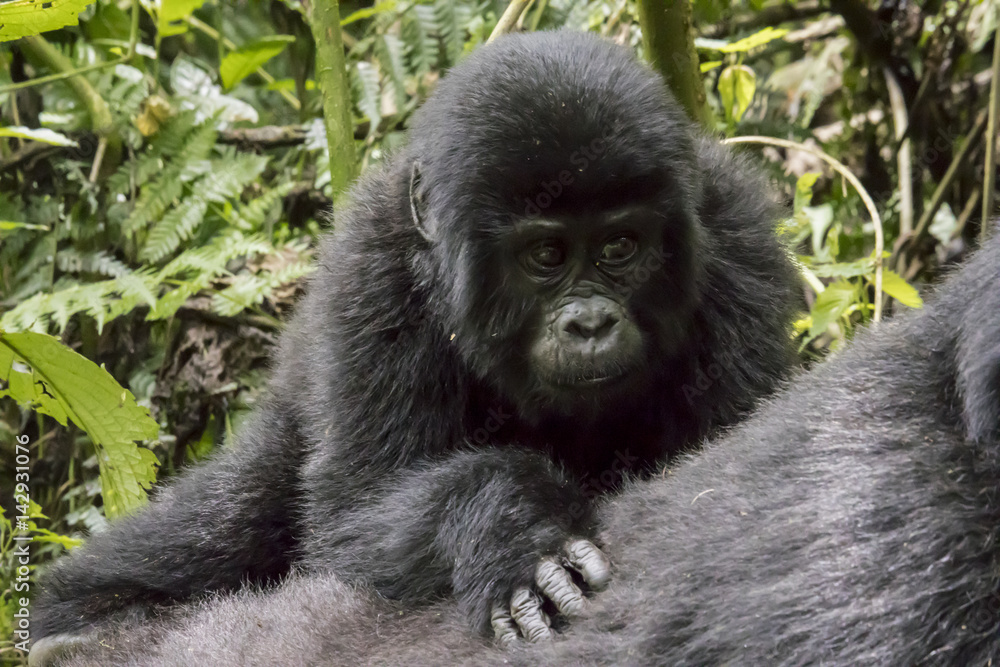 Baby mountain gorilla on mother's back, Bwindi Impenetrable Forest National Park, Uganda Baby mountain gorilla on mother's back, Bwindi Impenetrable Forest National Park, Uganda