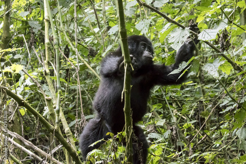 Climbing baby mountain gorilla, Bwindi Impenetrable Forest National Park, Uganda