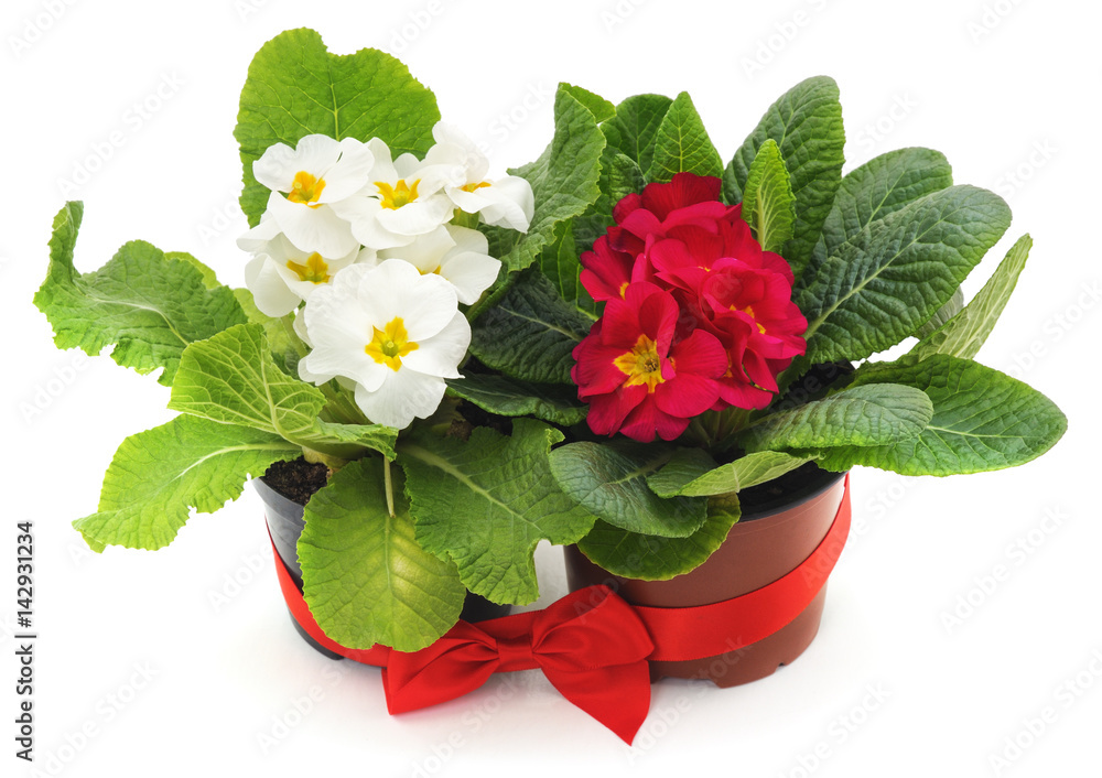 White and red primrose. White and red primrose.