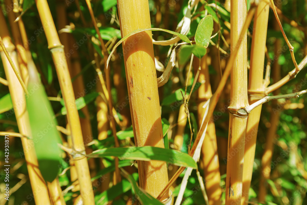Obraz premium Bamboo trees