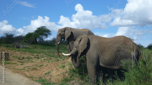 elephants in south african bush