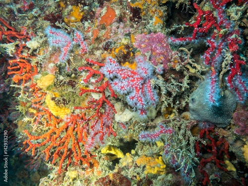 Mediterranean coral reef