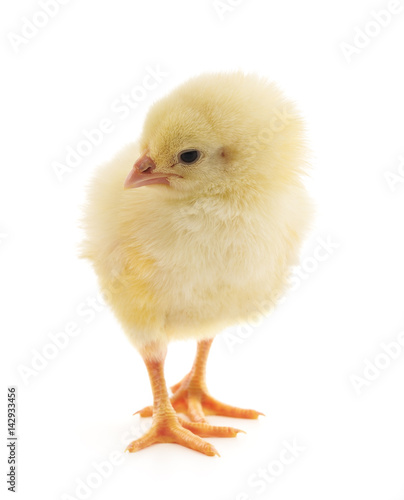 Baby chicken. © voren1
