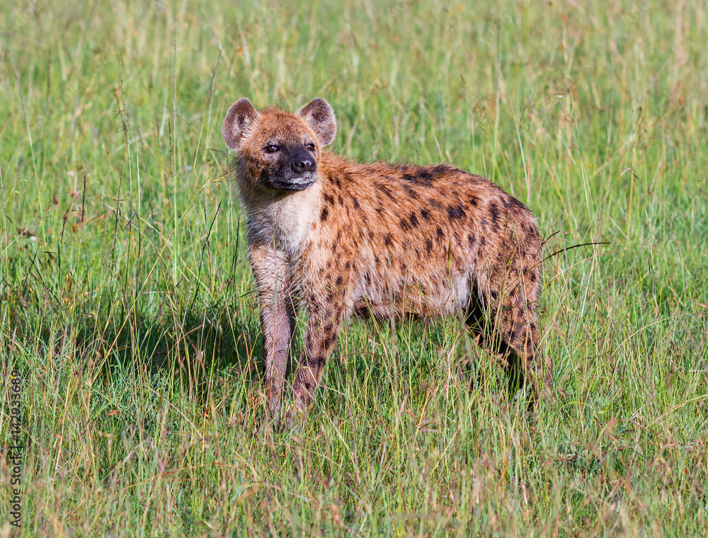 Spotted Hyena stands on a green meadow after night rain - Kenya, Eastern Africa Spotted Hyena stands on a green meadow after night rain - Kenya, Eastern Africa