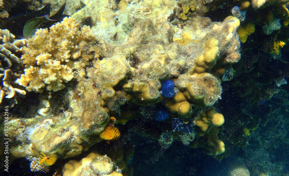 Christmas tree worm