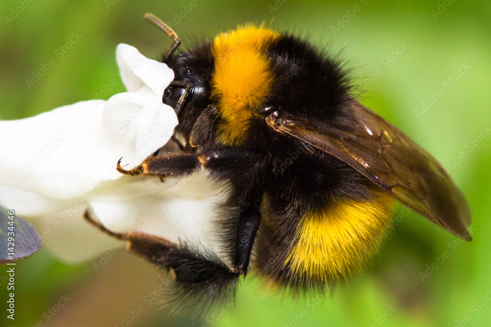 Bumble bee close up