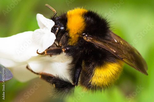 Obraz na płótnie Bumble bee close up w salonie