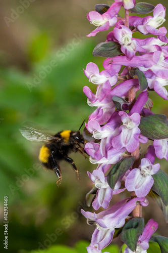 Obraz na płótnie Bumble bee in flight w salonie