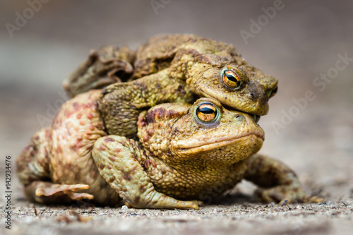 European common toad mating