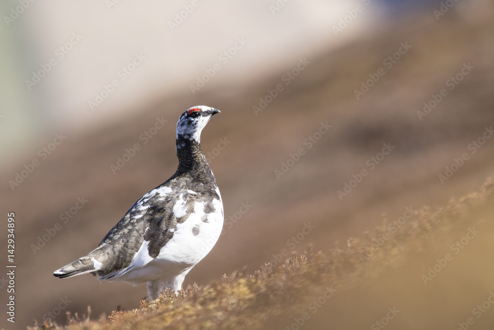 Fototapeta premium ptarmigan