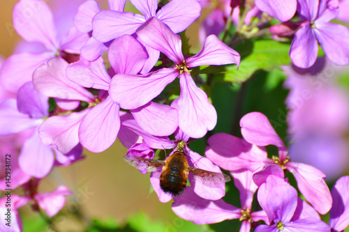 Bee-fly, Bombylius in flight collecting nectar on pink flowers with a green bacground