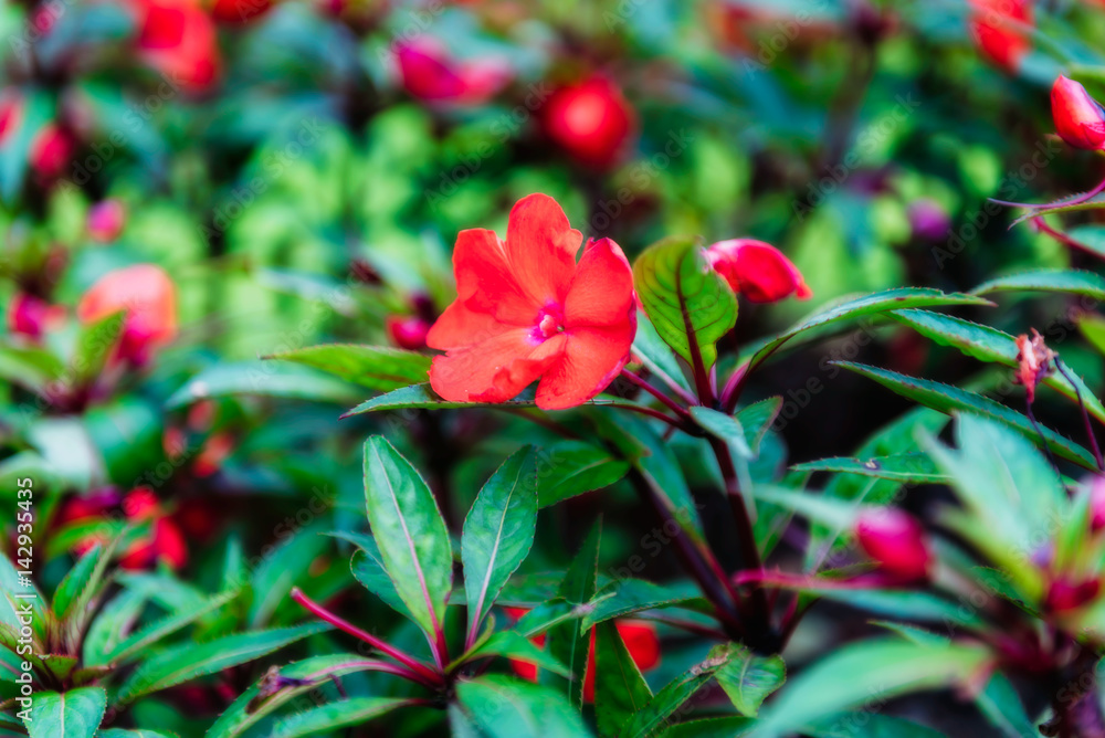 Colorful Flowers of crimson antirrhinum (snapdragon) flower at doi Tung,Chiang Rai. Colorful Flowers of crimson antirrhinum (snapdragon) flower at doi Tung,Chiang Rai.