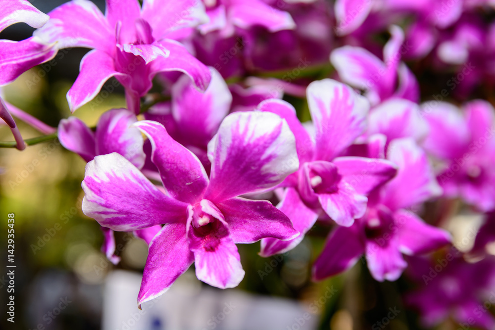 Pink Dendrobium orchid.