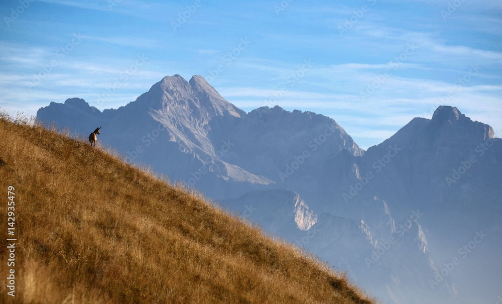 Obraz premium Camoscio nelle dolomiti