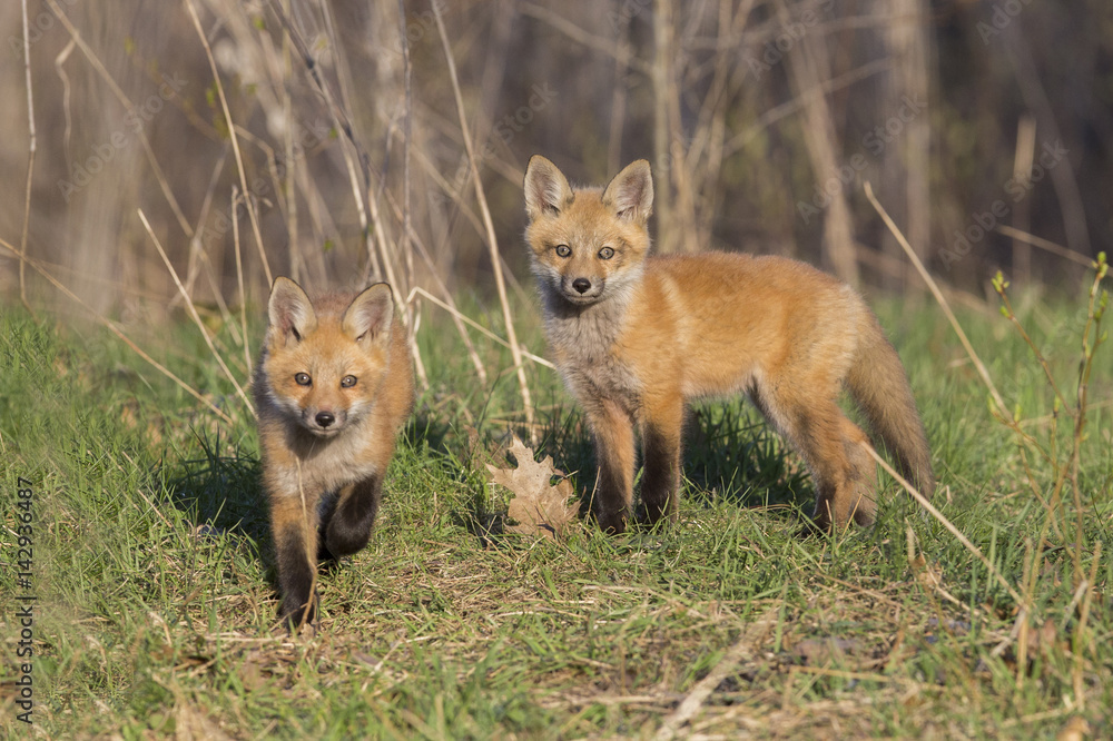 Red fox pups in spring