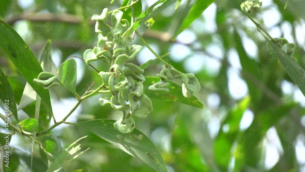 Acacia auriculiformis Cunn Acacia auriculiformis Cunn