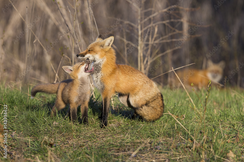 Red fox family in spring Red fox family in spring