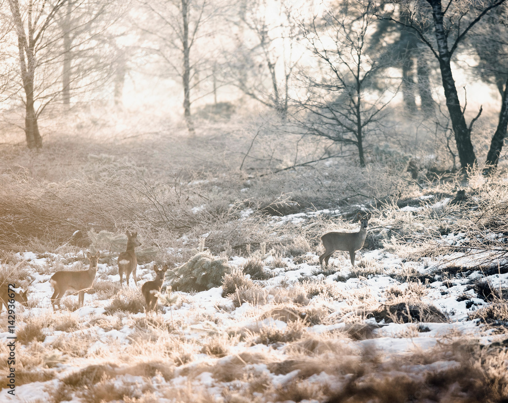 Roe deer in winter moorland backlit by sunlight. Roe deer in winter moorland backlit by sunlight.