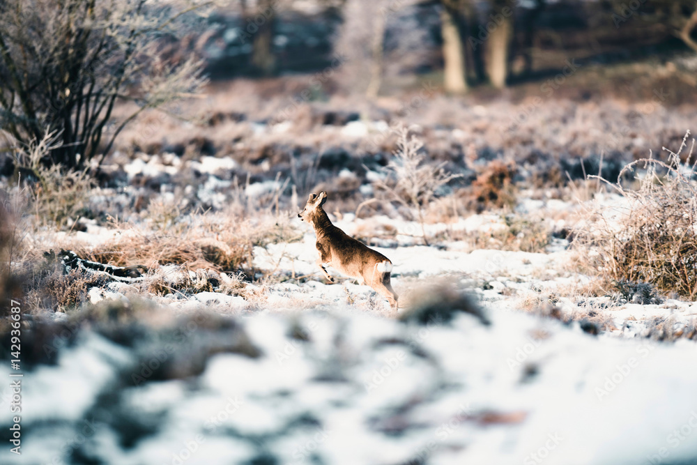 Roe deer buck running in winter moorland. Roe deer buck running in winter moorland.