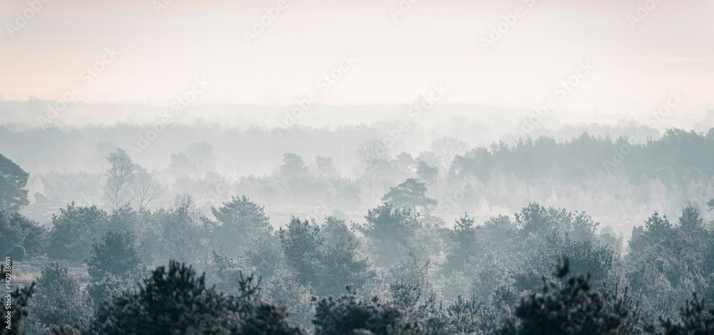 Pine winter forest in mist.