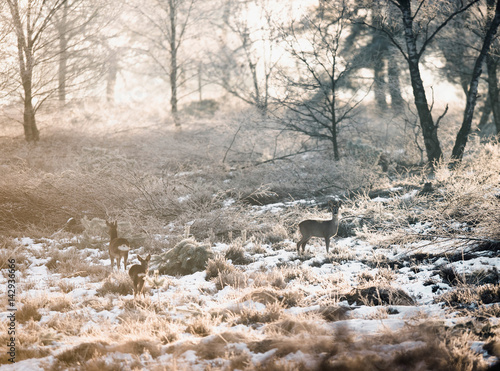 Roe deer in winter moorland backlit by sunlight.