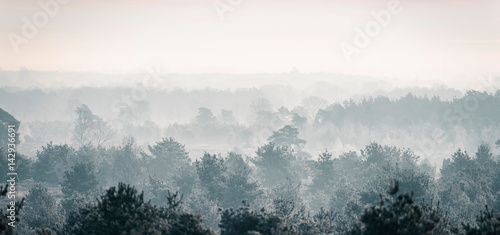 Pine winter forest in mist.