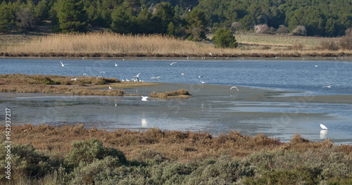 Aigrette blanche