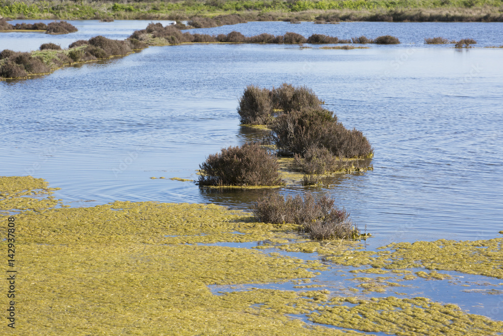Marais salants d'Ars en Ré au printemps Marais salants d'Ars en Ré au printemps