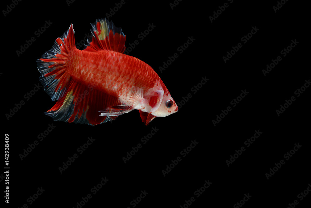 Figthing fish on black background Figthing fish on black background
