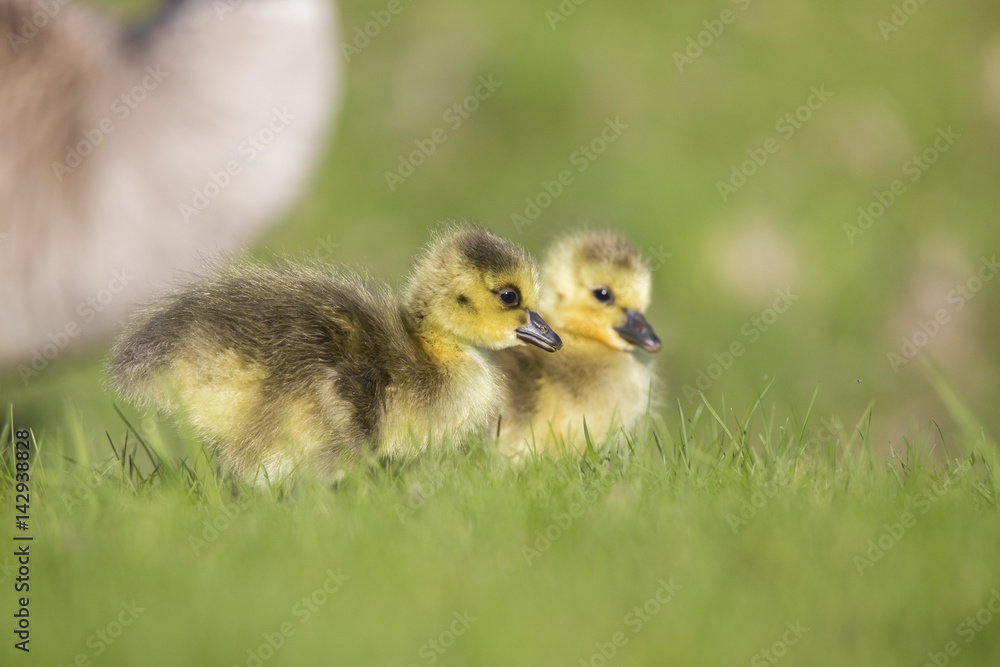 Canada Goose babies Canada Goose babies