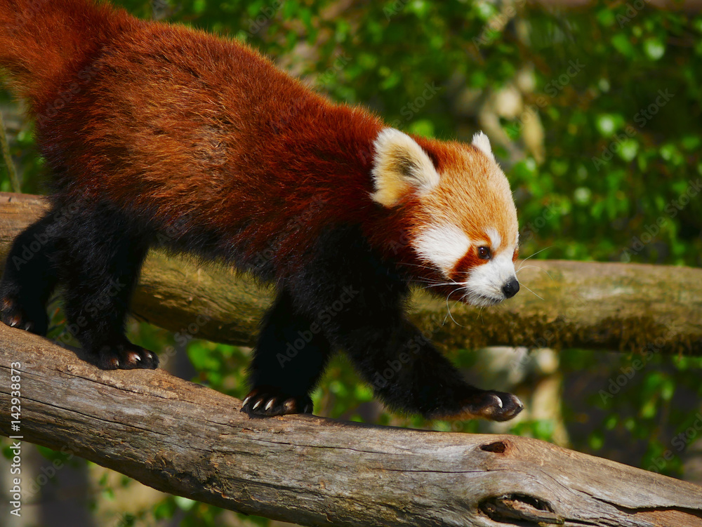Fototapeta premium Panda Roux