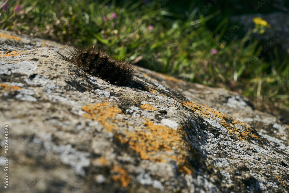 Black Woolly Bear (Arctiidae) caterpillar crawls over the stone on a sunny spring day. Black Woolly Bear (Arctiidae) caterpillar crawls over the stone on a sunny spring day.