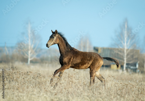 young akhal-teke colt runs free in the spring field