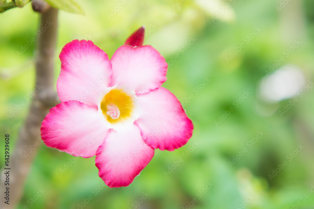 Pink flowers , Desert Rose; Impala Lily; Mock Azalea flowers Pink flowers , Desert Rose; Impala Lily; Mock Azalea flowers