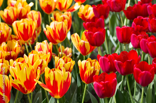 Background of colorful fresh tulips