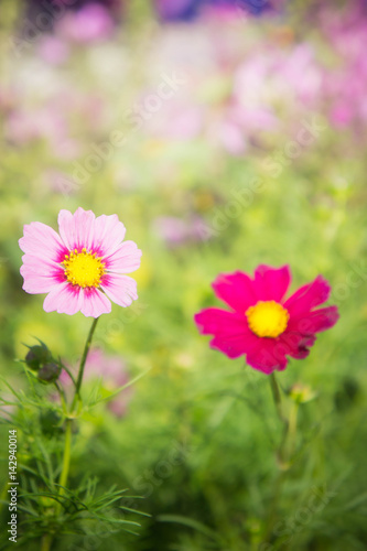 pink flowers in the park   cosmos flowers in the garden with sunlight pastel vintage style