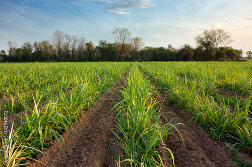 sugarcane plant, field with spring sky landscape. photo