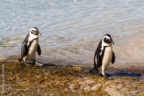 Two African Penguins going for a walk