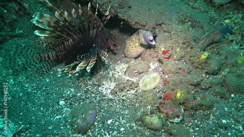 Thriving coral reef alive with marine life and shoals of fish, Bali
