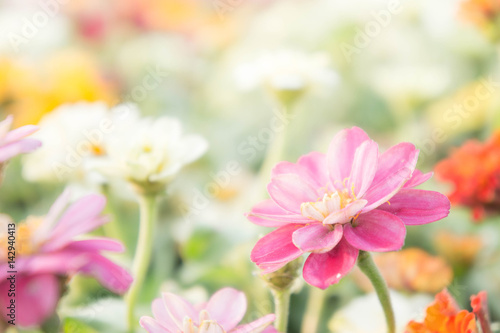 pink floral in garden , flower zinnia elegans , color nature background