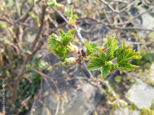 Little green and young leaves of gooseberry bush photo