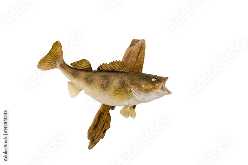 Walleye Mount 2