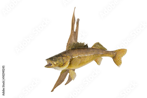 Walleye Mount 1