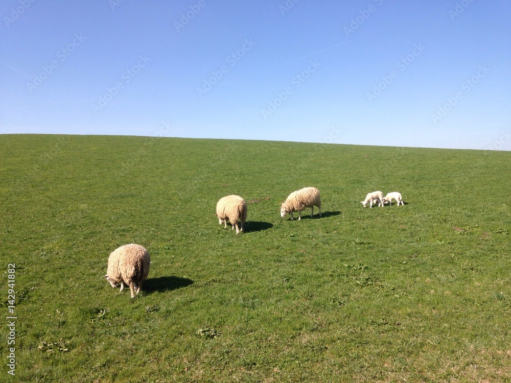 Obraz premium Schafe