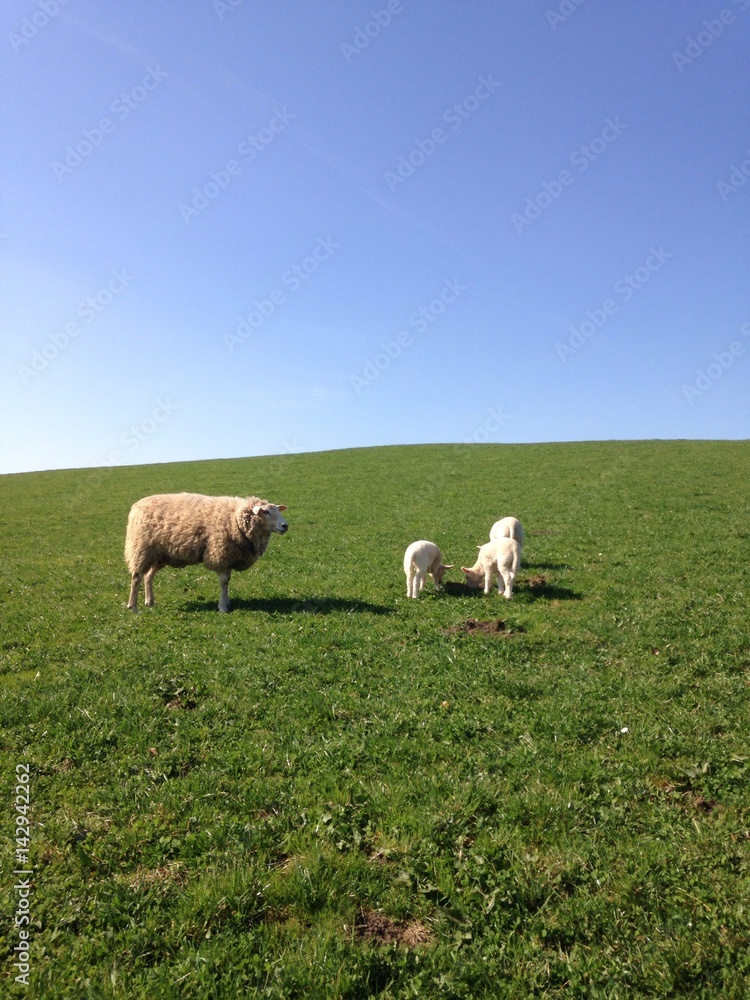 Schaf mit Lämmern