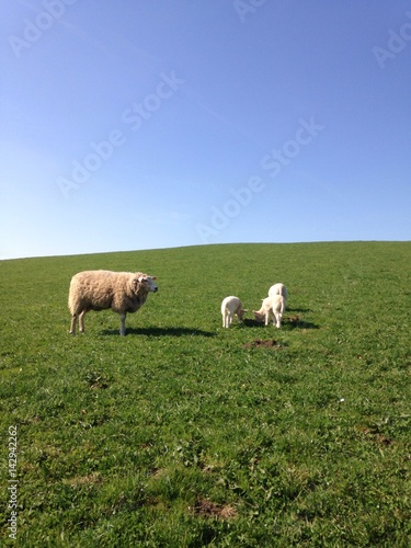 Schaf mit L  mmern